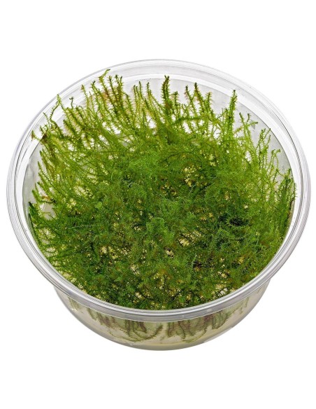 Leptodictyum Riparium (Stringy Moss)