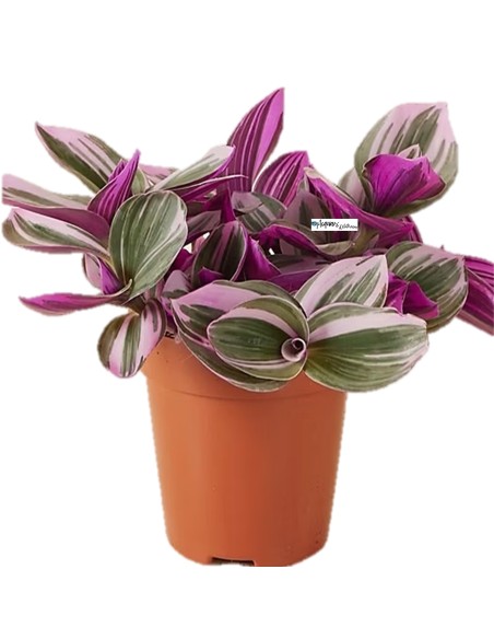 Tradescantia Zebrina