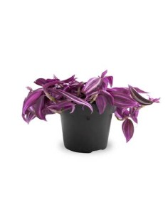 Tradescantia Pink Paradise 2