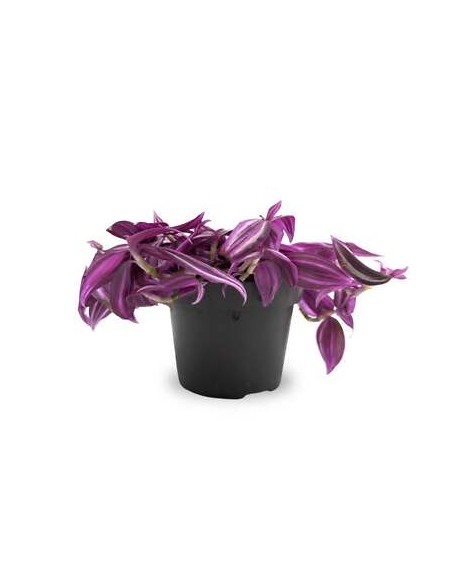 Tradescantia Pink Paradise