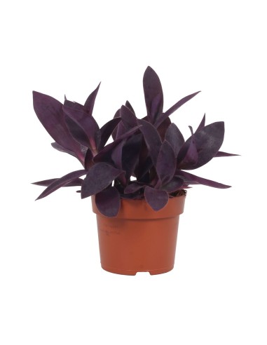 Tradescantia Pallida