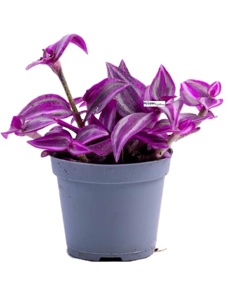 Tradescantia Pink Paradise