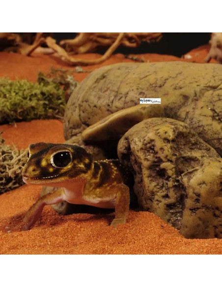 Tana per terrario con rettili o anfibi - ExoTerra Cave S