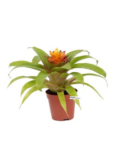 Bromelia Guzmania 'Fairy'