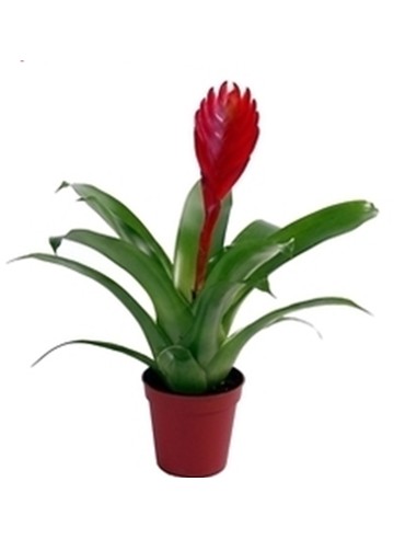 Bromelia Vriesea 'Super Red'