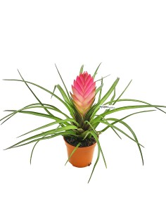 Tillandsia cyanea