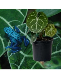 Anthurium clarinervium