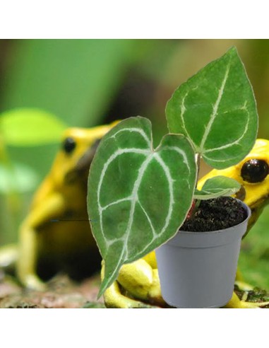 Anthurium crystallinum