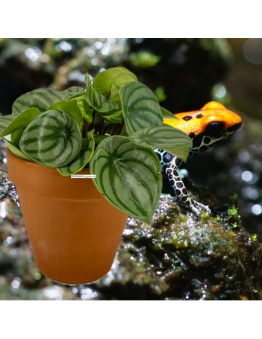 Peperomia argyreia watermelon