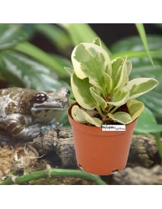 Peperomia obtusifolia variegata