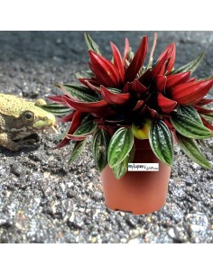 Peperomia Caperata Rosso