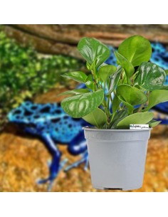 Peperomia obtusifolia green