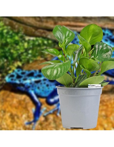 Peperomia obtusifolia green