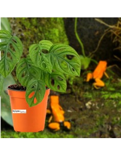 Monstera Adansonii