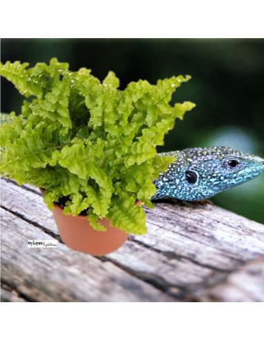 Nephrolepis exaltata fluffy ruffles -Felce