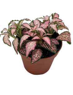 Fittonia albivenis Pink Forest Flame