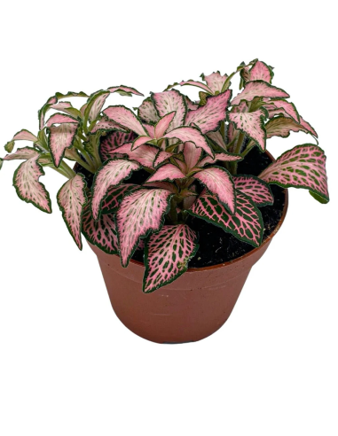 Fittonia albivenis Pink Forest Flame