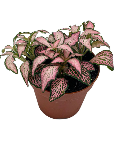 Fittonia albivenis Pink Forest Flame