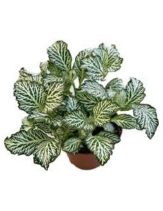 Fittonia albivenis White Tiger