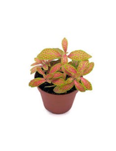 Fittonia albivenis Mosaic Skeleton