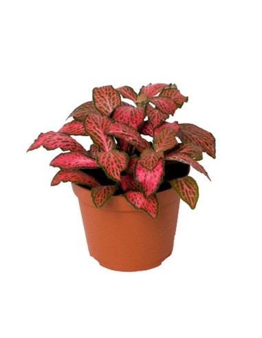 Fittonia 'Red'