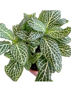 Fittonia albivenis Mosaic Marble Green