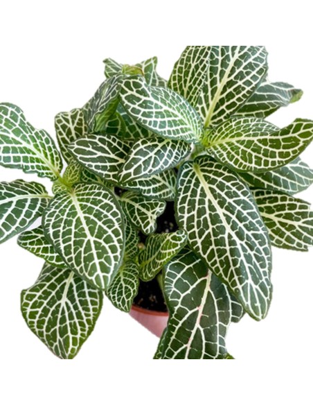 Fittonia albivenis Mosaic Marble Green