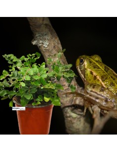 Pellaea rotundifolia - Felce a bottoni