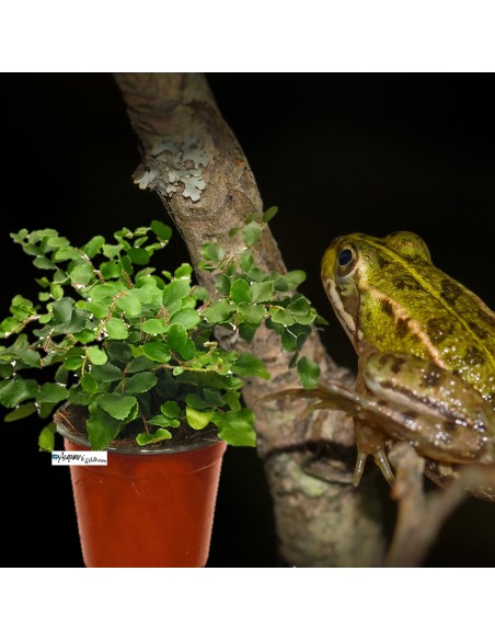 Pellaea rotundifolia - Felce a bottoni