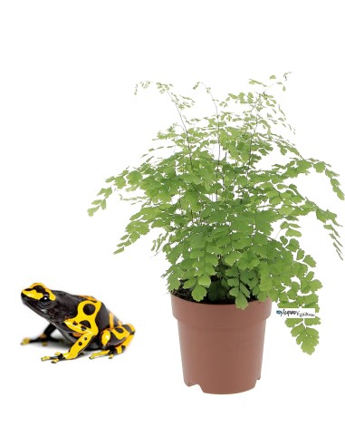 Capelvenere - Adiantum capillus-veneris