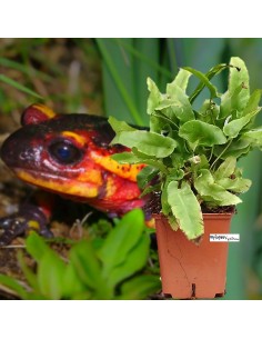 Lingua di Cervo - Asplenium scolopendrium