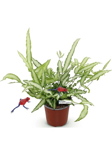 Pteris cretica Albolineata