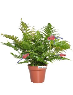 Dryopteris erythrosora