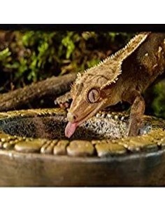 ExoTerra Dispenser per Acqua – Ciotola Azteca 2