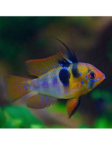 Mikrogeophagus ramirezi