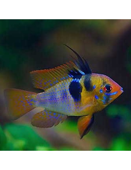 Mikrogeophagus ramirezi