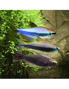 Inpaichthys kerri Super blue