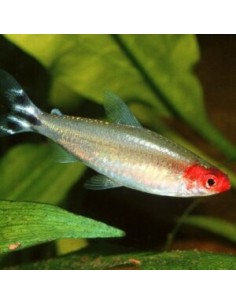 Hemigrammus Rhodostomus 2