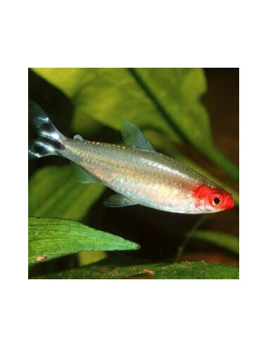 Hemigrammus Rhodostomus
