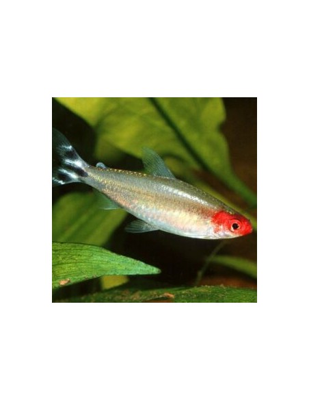 Hemigrammus Rhodostomus