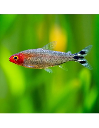 Hemigrammus Rhodostomus