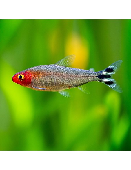 Hemigrammus Rhodostomus