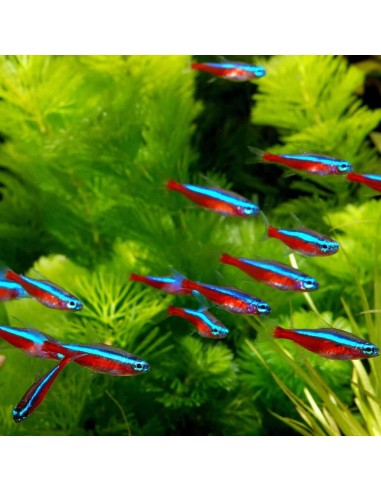 Paracheirodon Axelrodi XXL