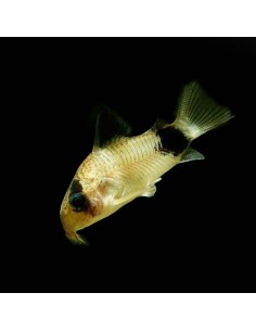 Corydoras Panda