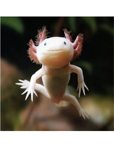Ambystoma mexicanum albino occhi neri (Axolotl)