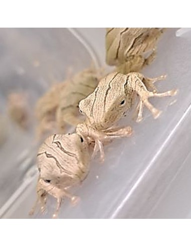 Polypedates otilophus (Rana arboricola dalle...