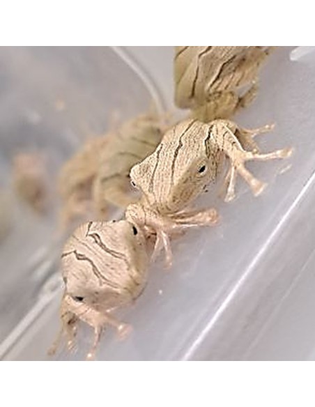 Polypedates otilophus (Rana arboricola dalle orecchie seghettate)