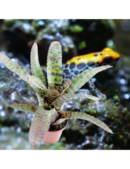Neoregelia 'Hannibal Lecter'