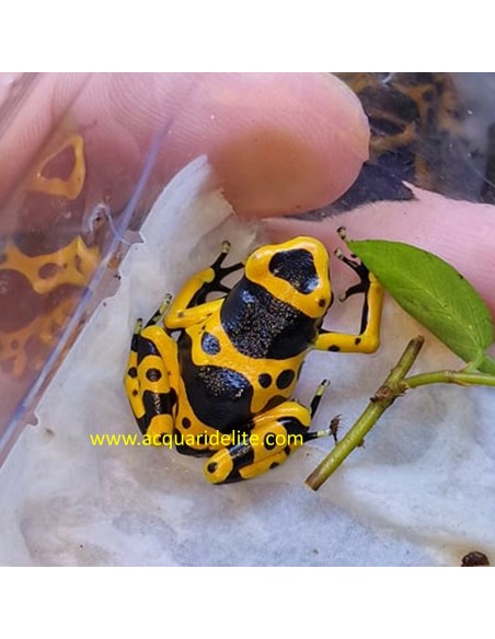 Dendrobates Leucomelas