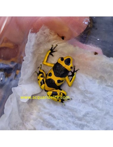 Dendrobates Leucomelas